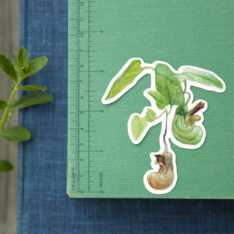 Pipevine Swallowtail Metamorphosis Vinyl Stickers