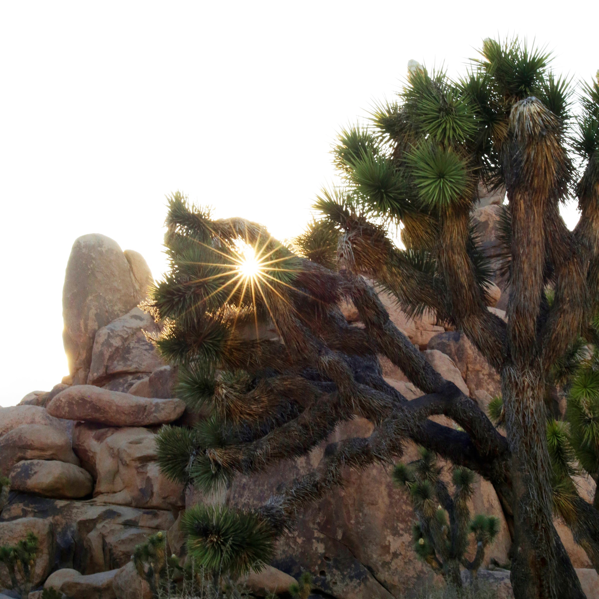 Desert