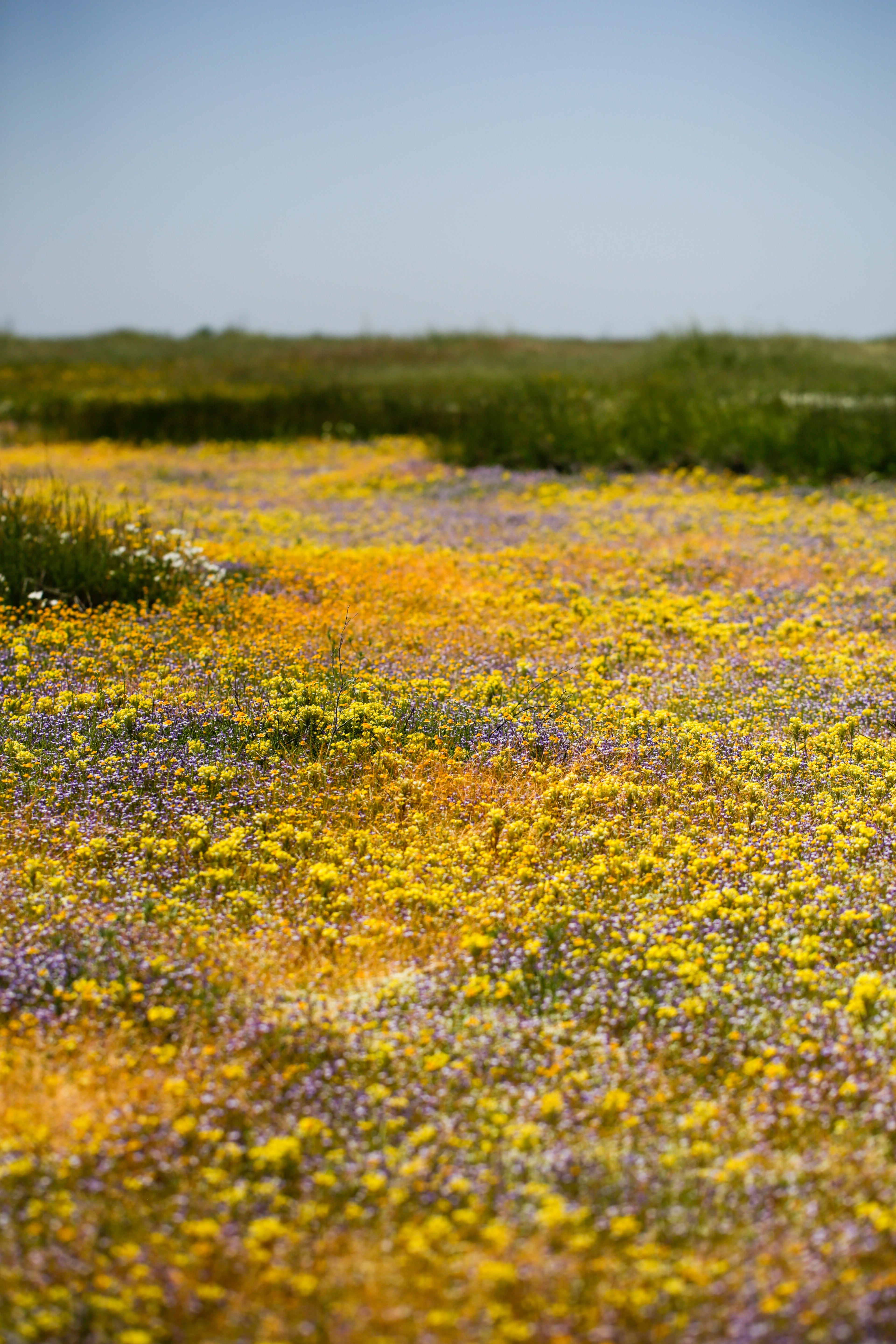 Vernal Pools