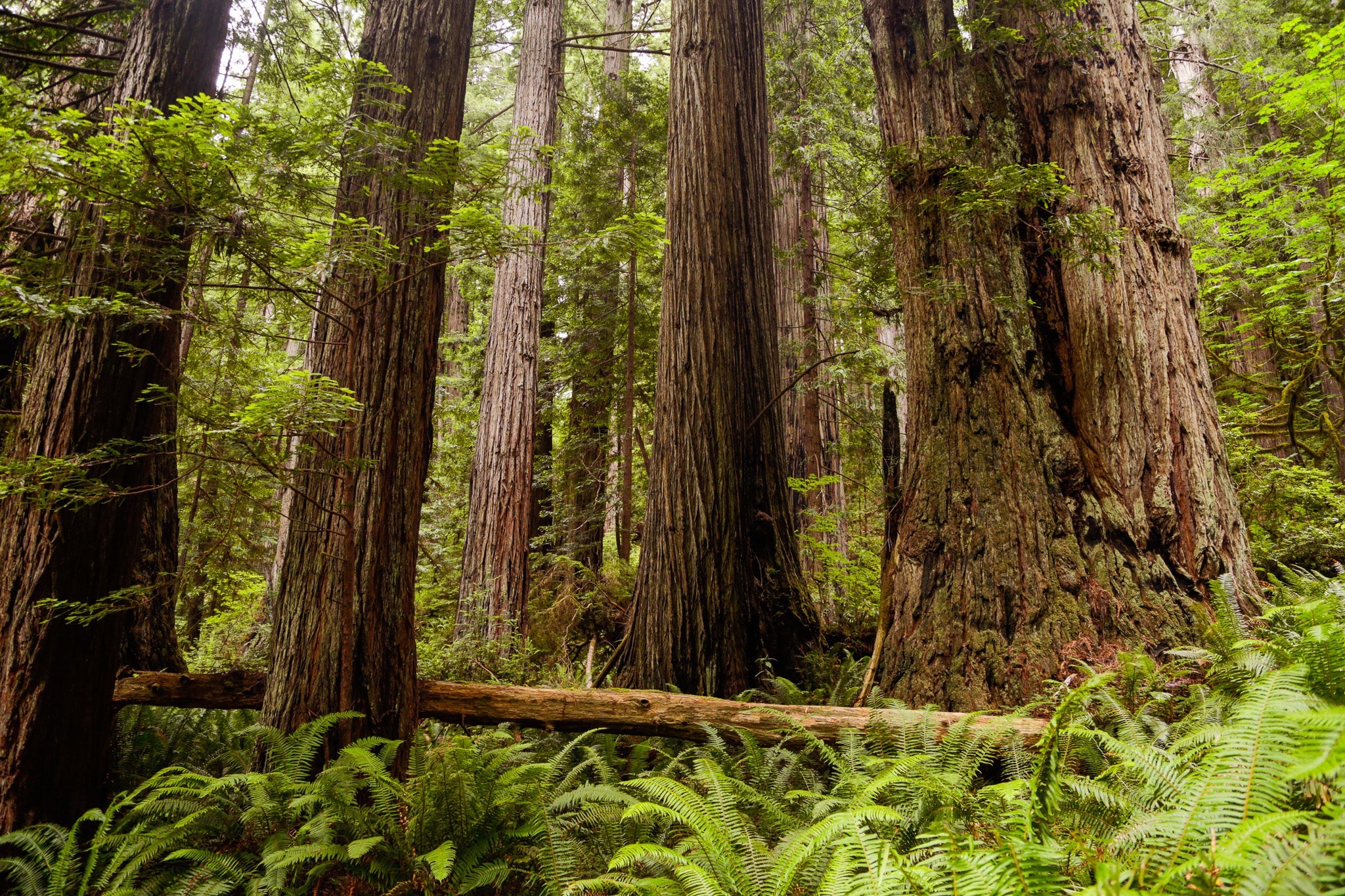 Redwoods