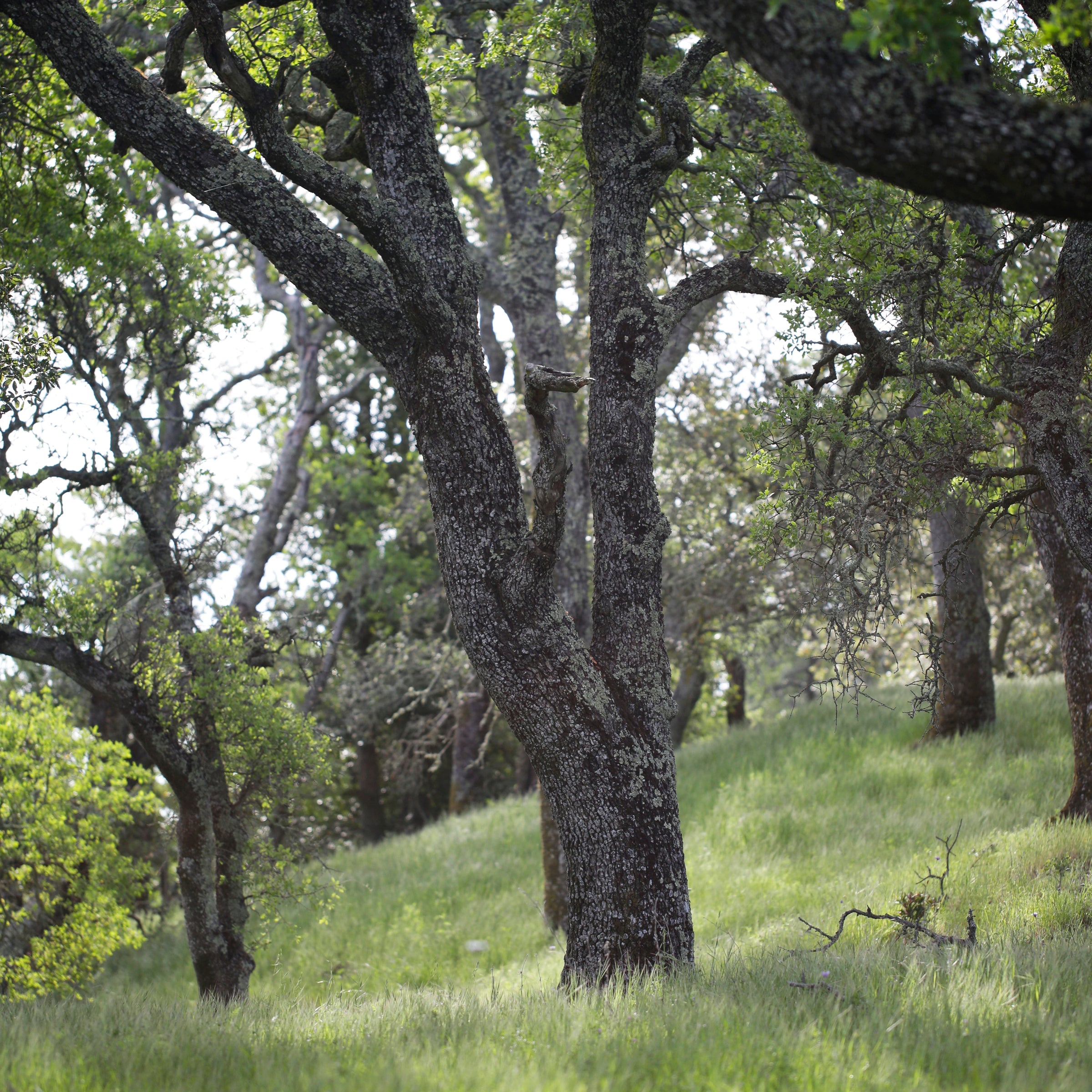 Oak Woodlands