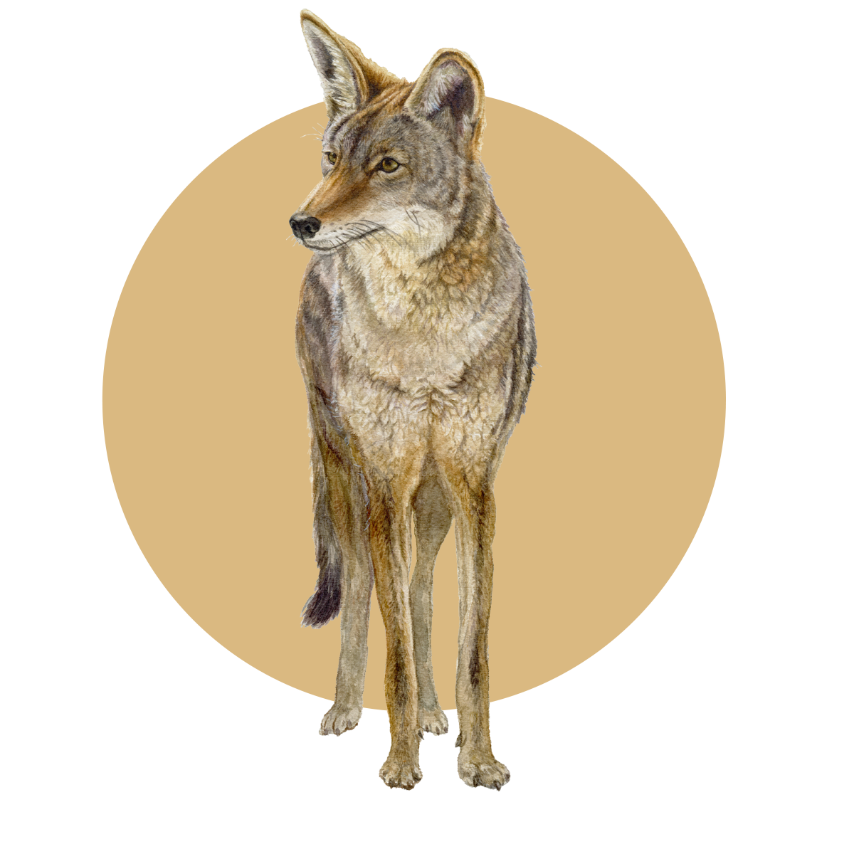Mammals