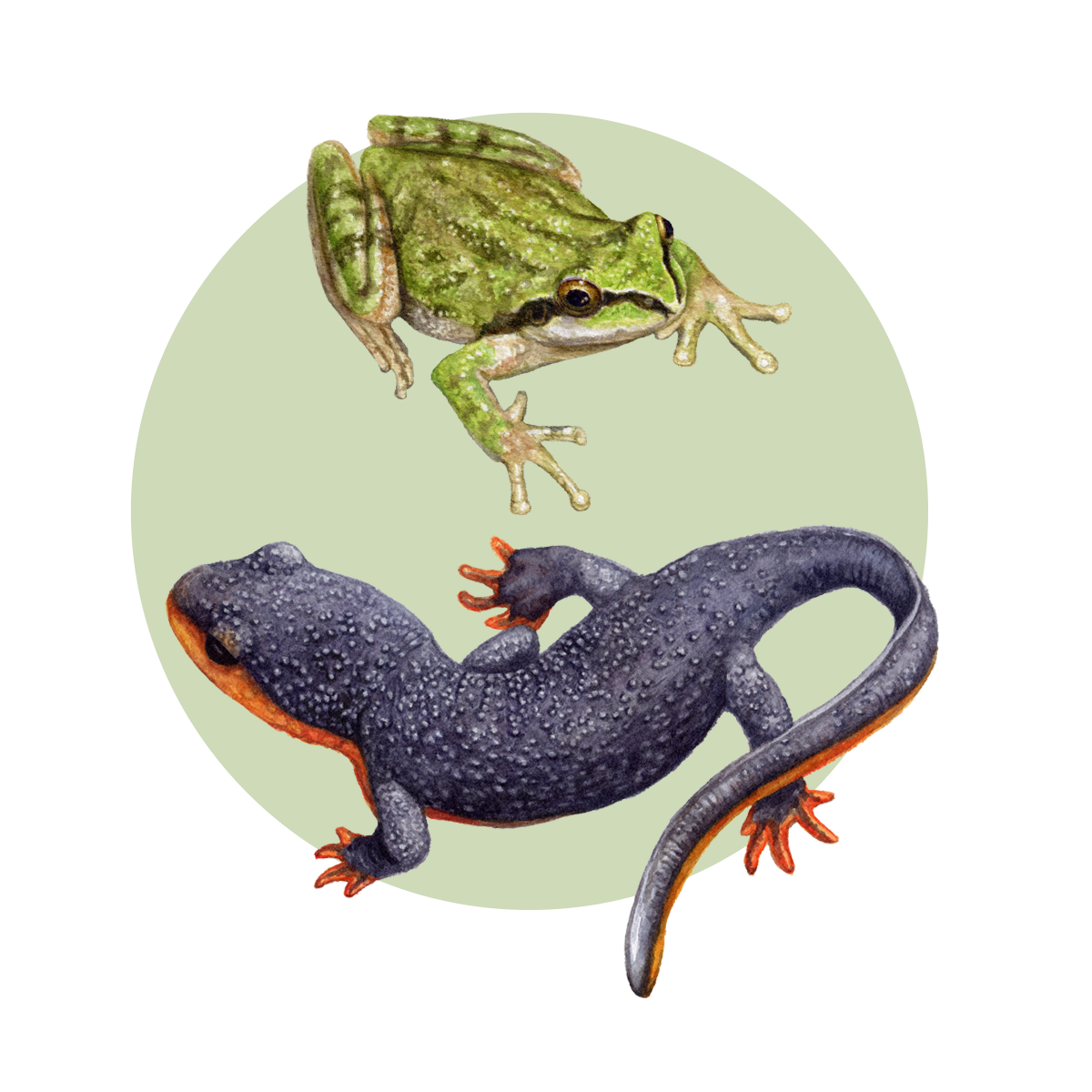Herps