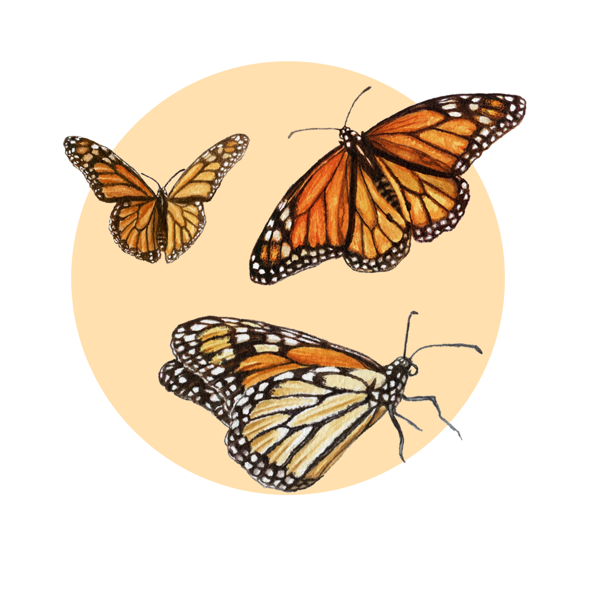 Invertebrates