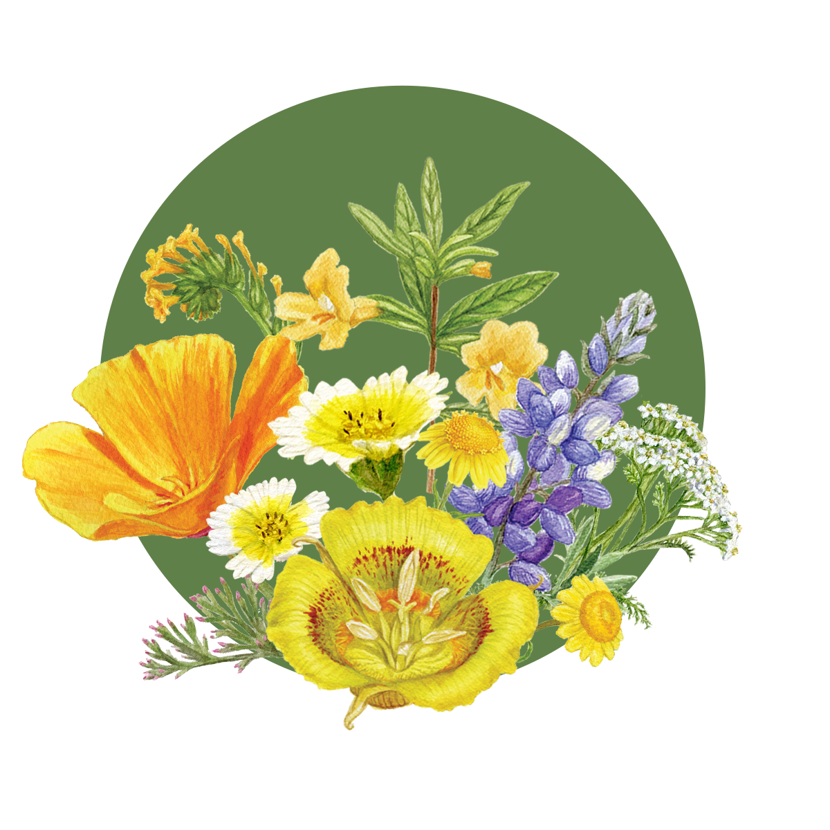 Plants