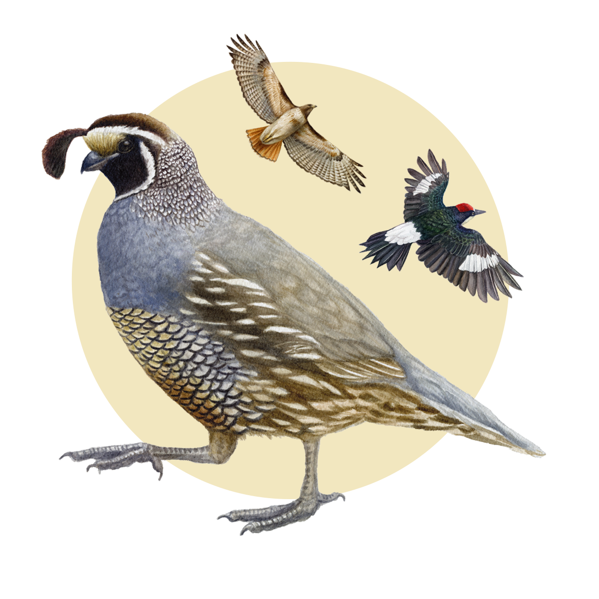 Birds