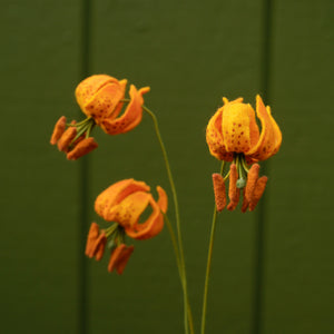 Columbia Lily Felt Flower - Lilium columbianum - fiber sculpture, fabric flower