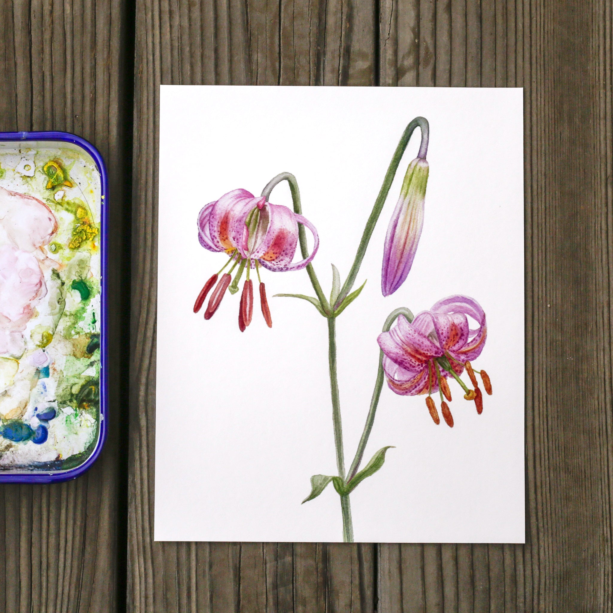 Kellogg's Lily 8x10 Print