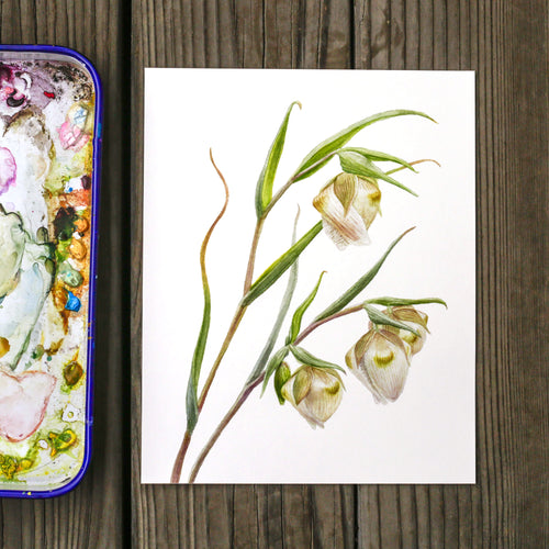 Load image 1 in gallery view. White Globe Lily - Calochortus Albus - 8x10 Print