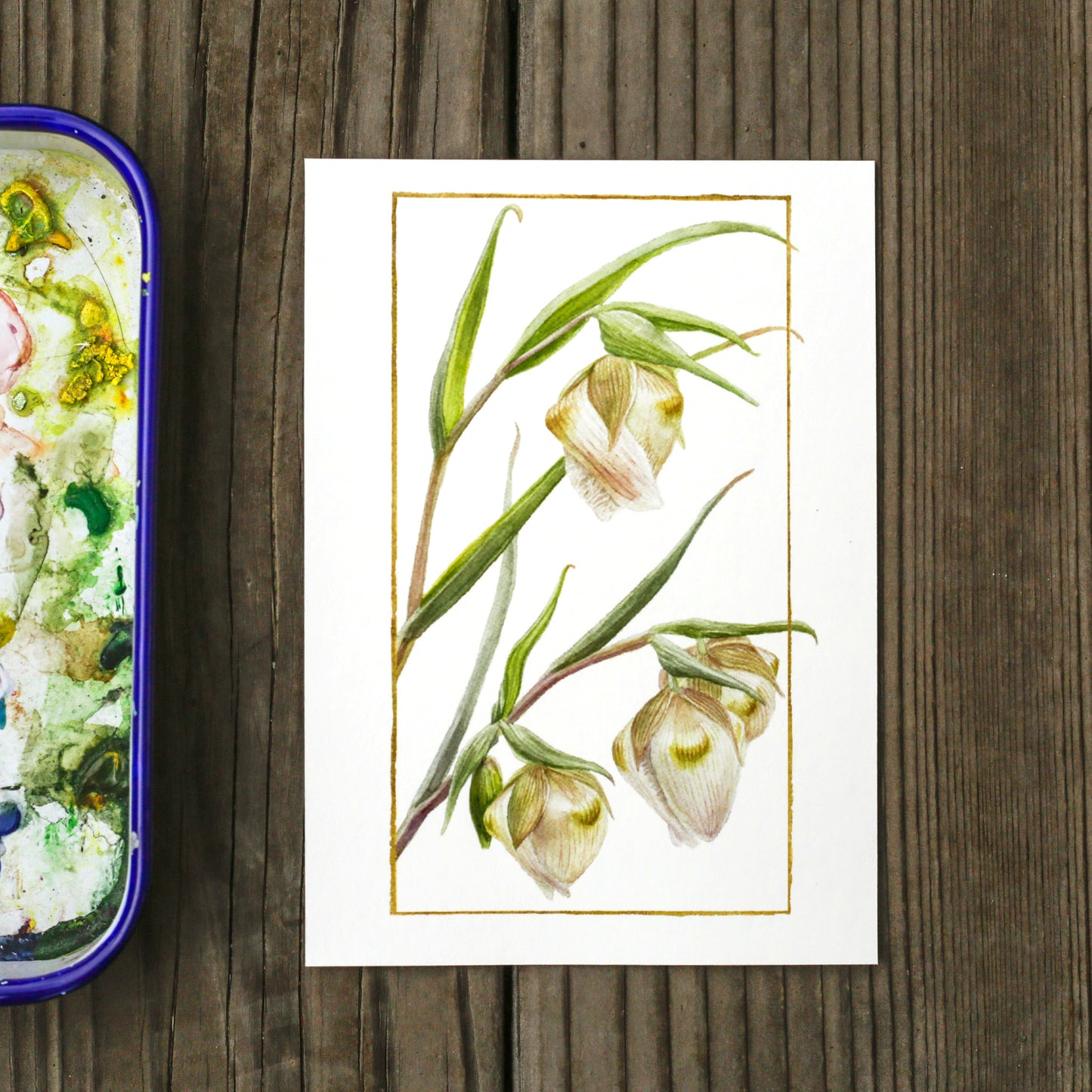 White Globe Lily 5x7 Print