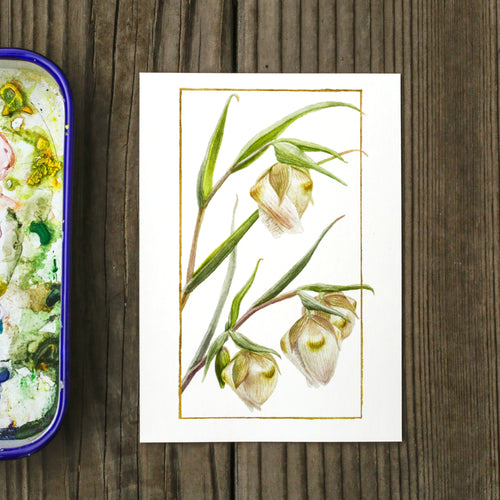 Load image 1 in gallery view. White Globe Lily 5x7 Print