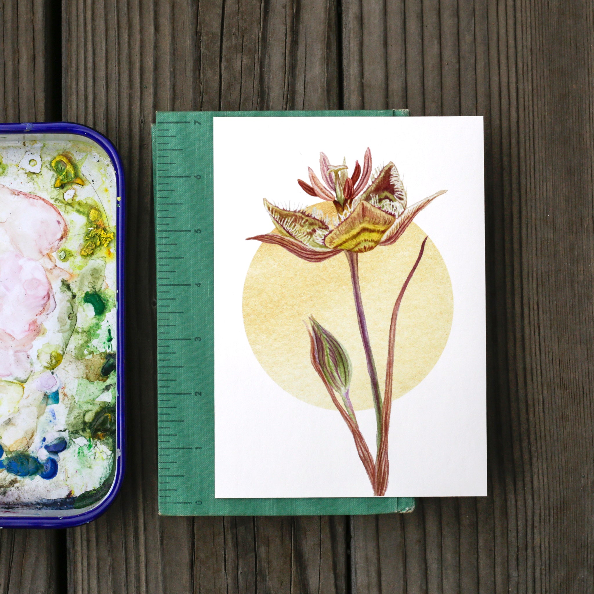 Tiburon Mariposa Lily 5x7 Print