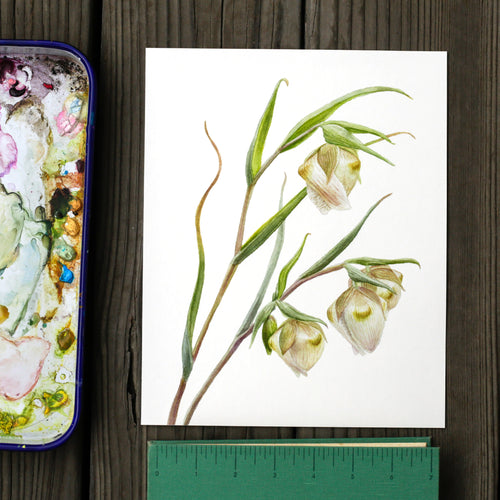 Load image 1 in gallery view. White Globe Lily - Calochortus Albus - 8x10 Print