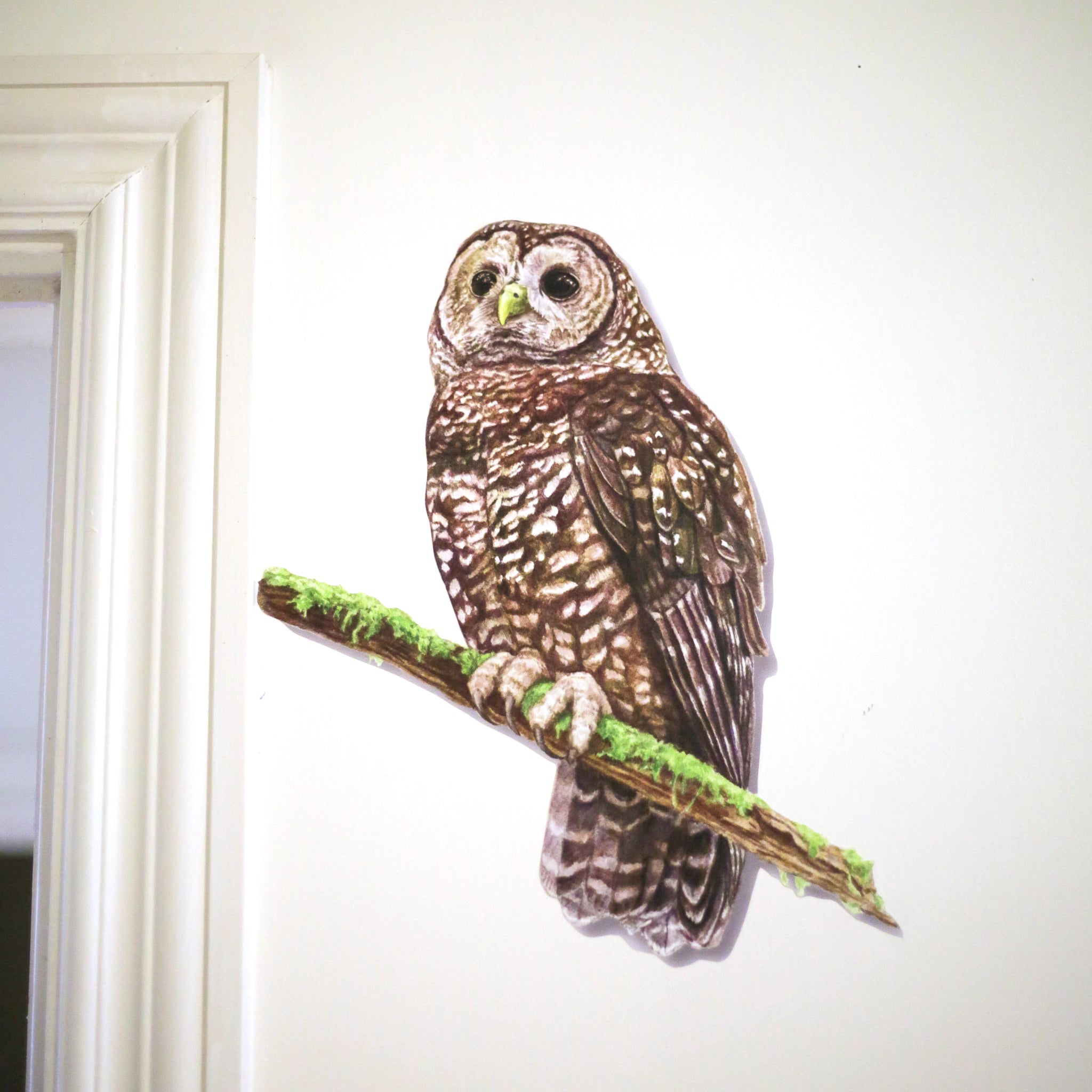 Realistic Northern Spotted Owl perched on a branch next to a door frame.
