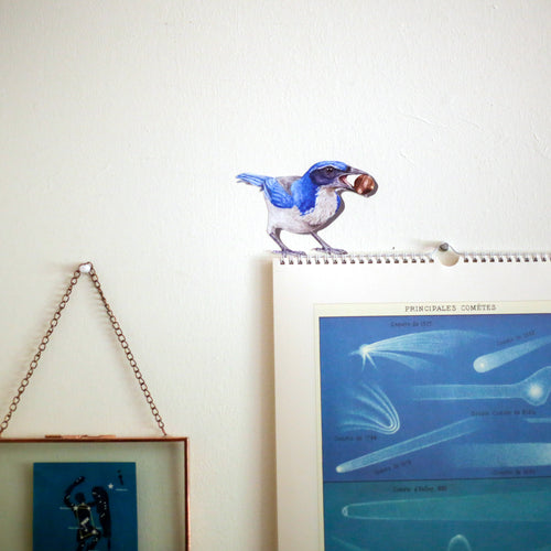 Load image 1 in gallery view. Realistic Scrub Jay with an acorn in its mouth against a white wall standing on top of some art.