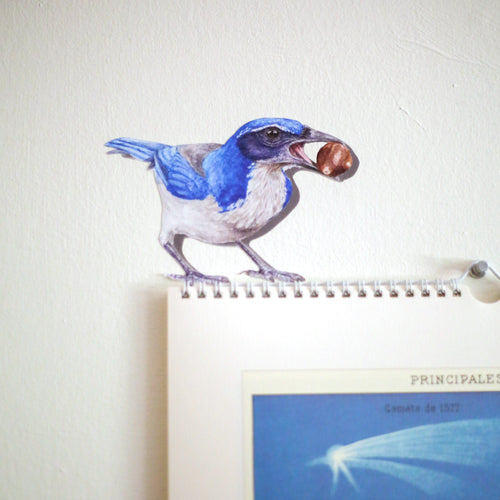Load image 1 in gallery view. Close up of scrub jay with an acorn