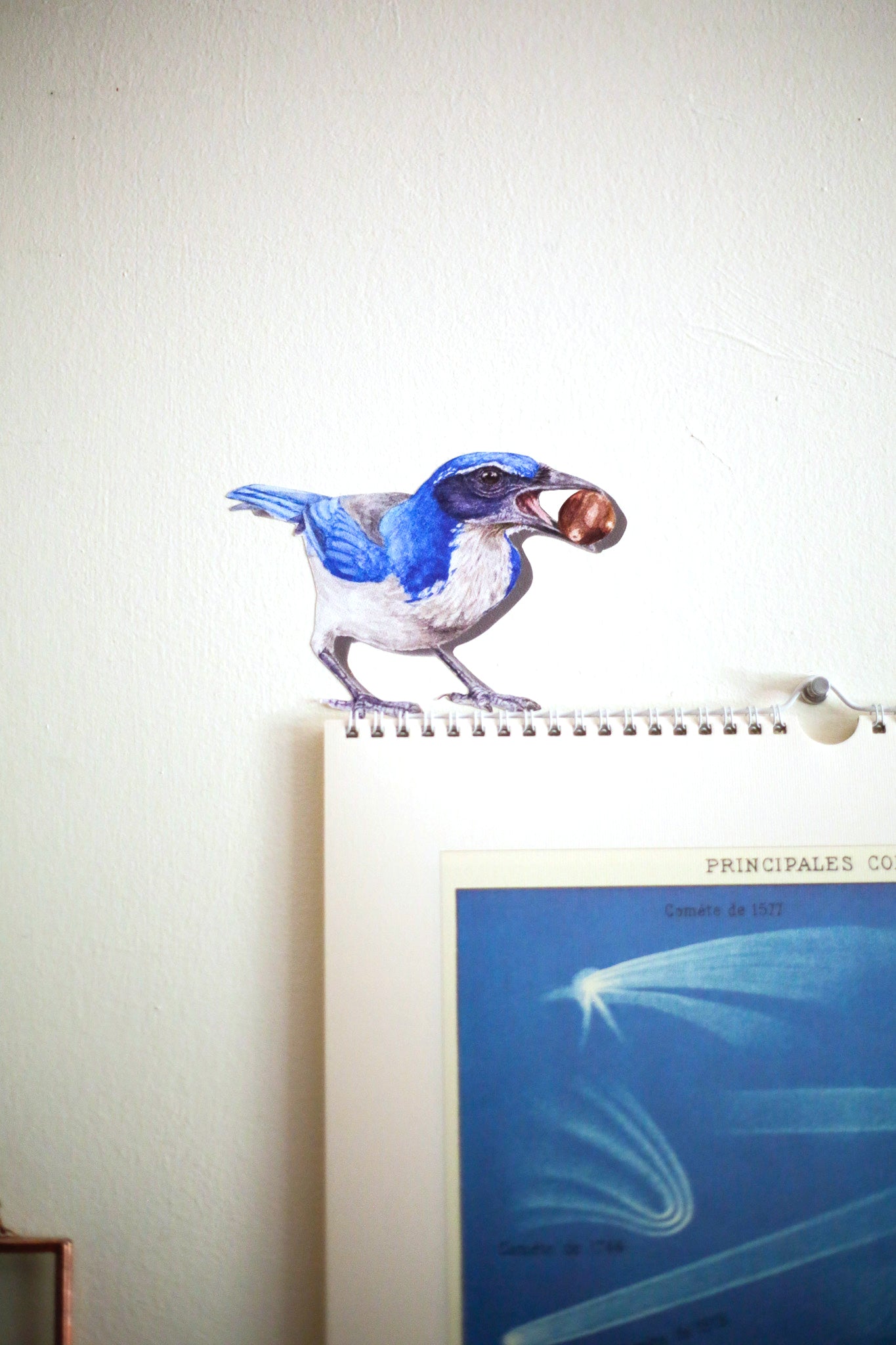 California Scrub Jay with Acorn Wall Decal