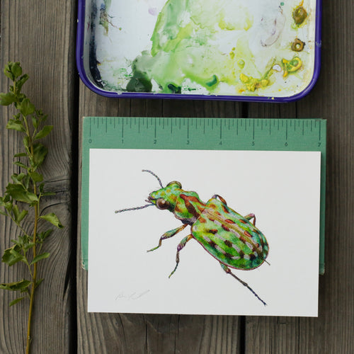 Load image 1 in gallery view. Delta Green Ground Beetle 5x7 Print - Native California Wildlife, Beetle Print, Endangered Species