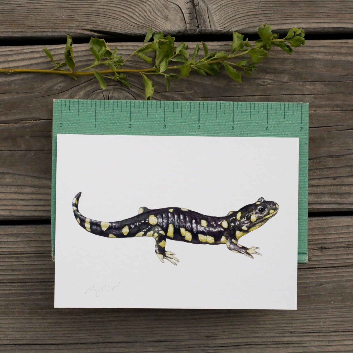 California Tiger Salamander 5x7 Print - California Native Species, Wildlife Print