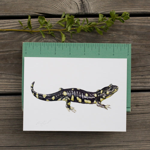 Load image 1 in gallery view. California Tiger Salamander 5x7 Print - California Native Species, Wildlife Print
