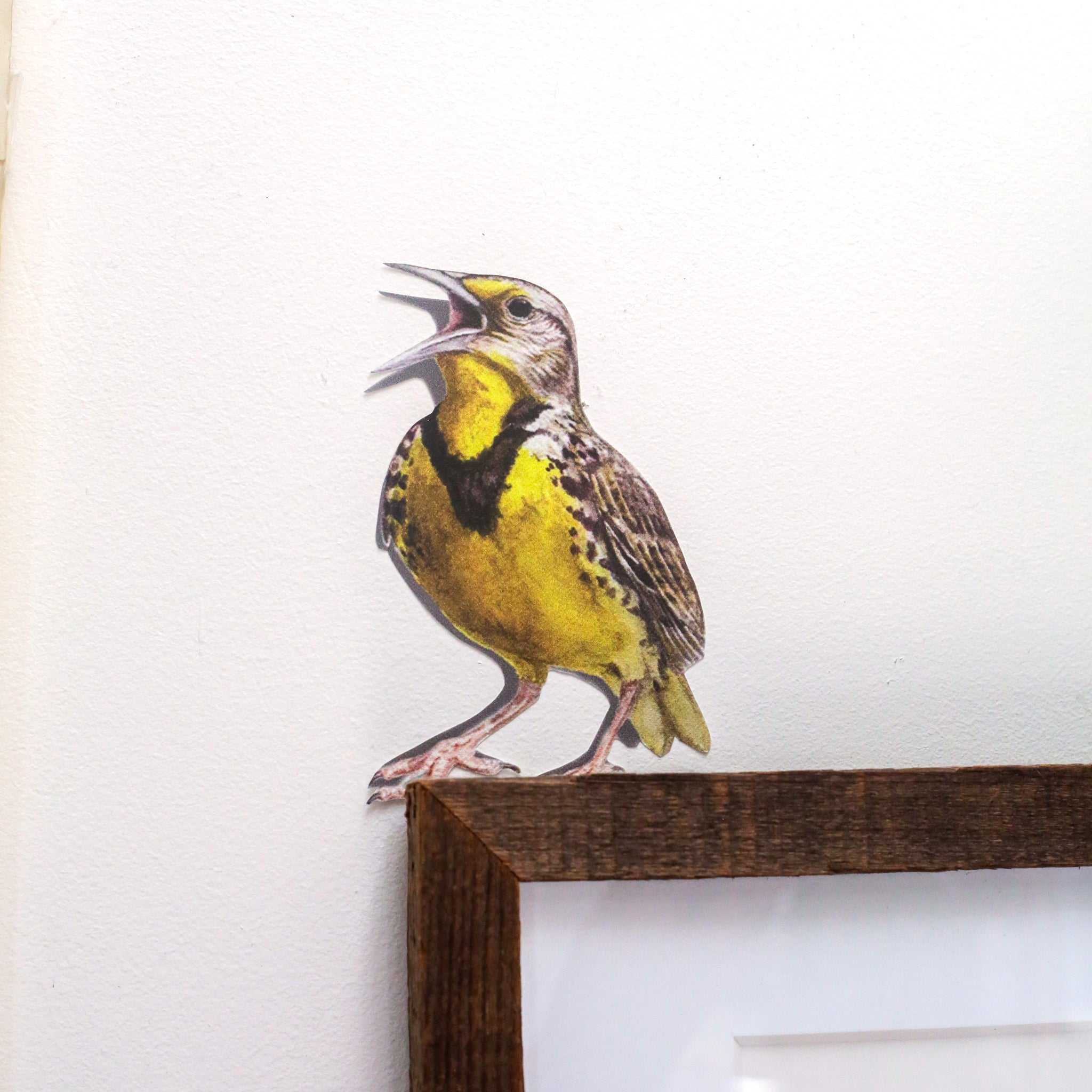 Realistic Western Meadowlark against white wall standing above picture frame.