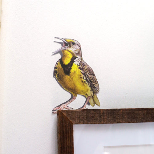 Load image 1 in gallery view. Realistic Western Meadowlark against white wall standing above picture frame.