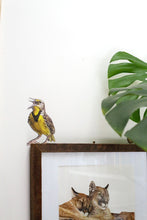 Western Meadowlark Wall Decal