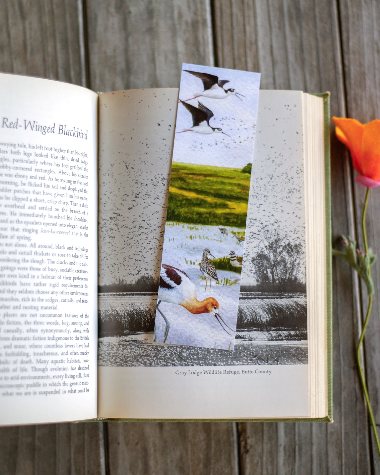 Bookmark featuring several vernal pool birds both on the ground and in flight.