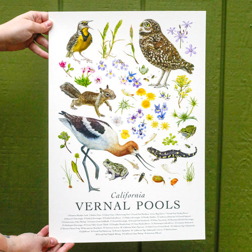 Load image 1 in gallery view. California Vernal Pools Poster