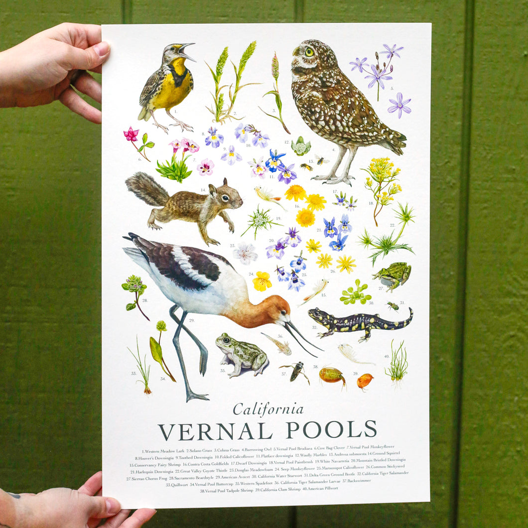 California Vernal Pools Poster