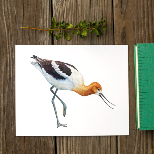 Load image 1 in gallery view. American Avocet 8x10 Print - Native California Wildlife, Bird Print