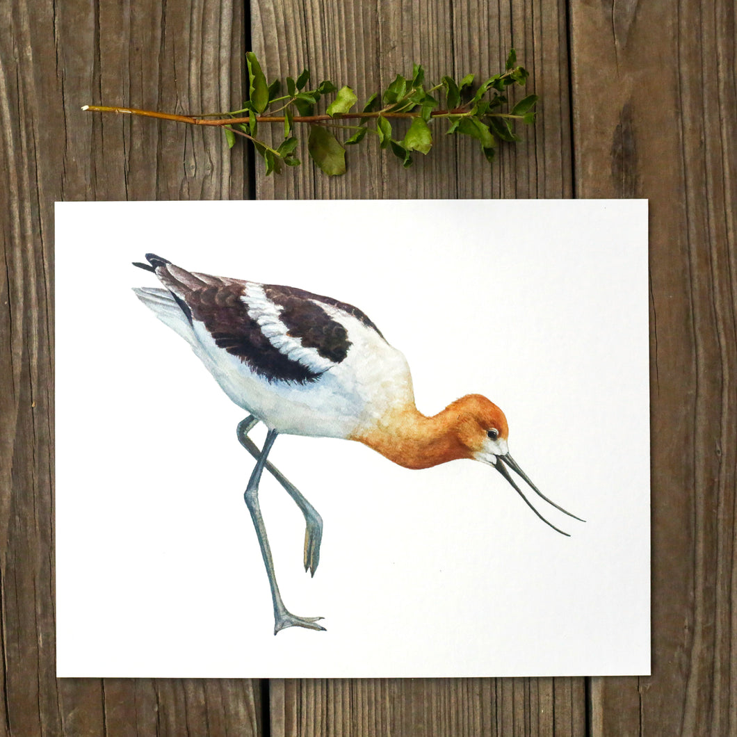 American Avocet 8x10 Print - Native California Wildlife, Bird Print, Birder gift