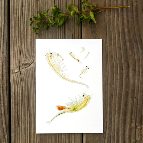 Load image 1 in gallery view. Conservancy Fairy Shrimp 5x7 Print - California Native Species, Wildlife Print