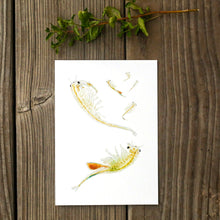 Conservancy Fairy Shrimp 5x7 Print - California Native Species, Wildlife Print