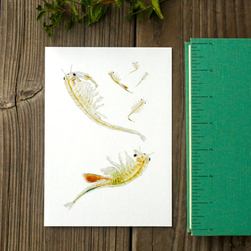 Load image 1 in gallery view. Conservancy Fairy Shrimp 5x7 Print - California Native Species, Wildlife Print