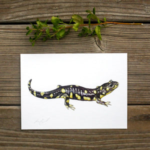 California Tiger Salamander 5x7 Print - California Native Species, Wildlife Print