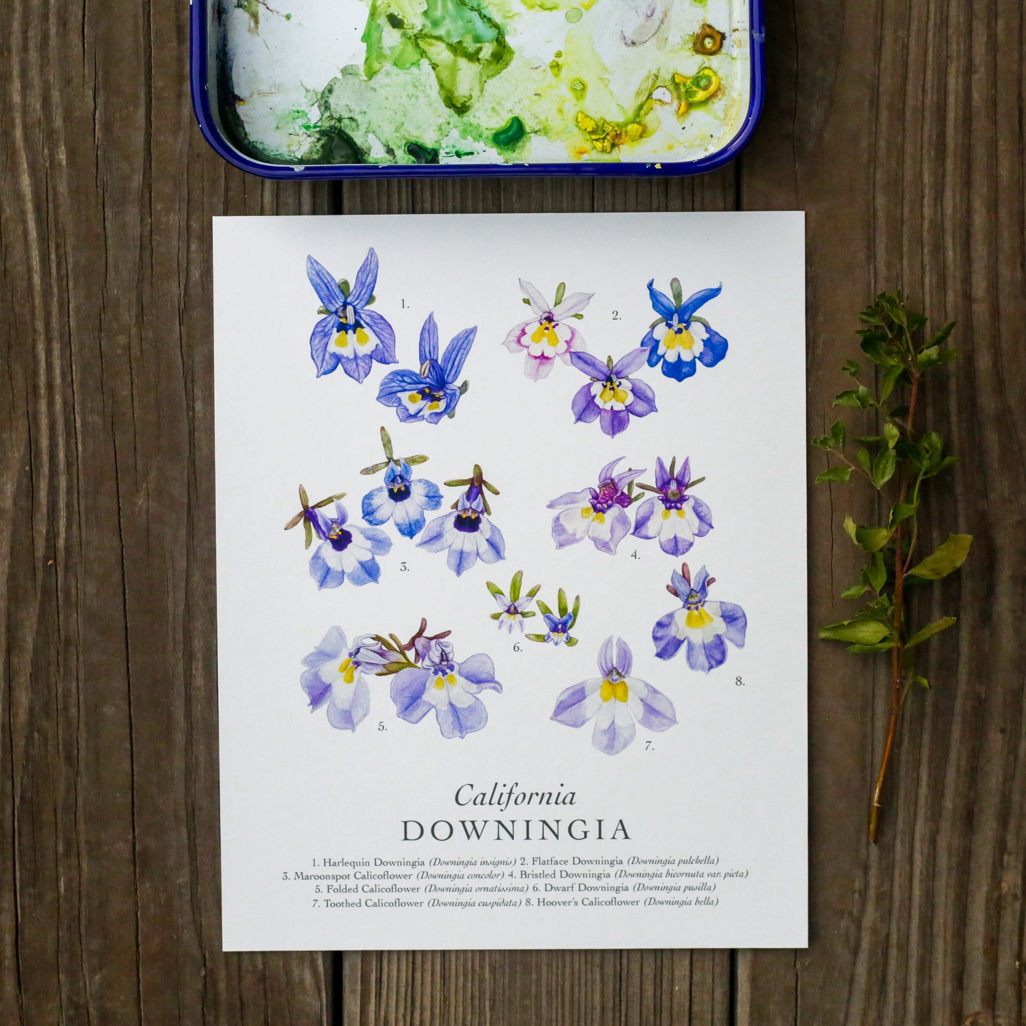 Downingia Species 8x10 Print - Native California Wildflower, Vernal Pool Print