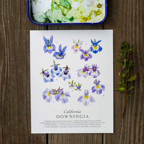 Load image 1 in gallery view. Downingia Species 8x10 Print - Native California Wildflower, Vernal Pool Print