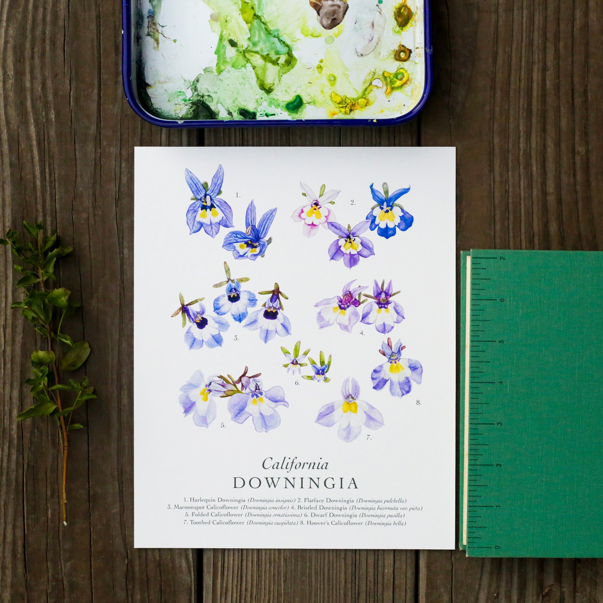 Downingia Species 8x10 Print - Native California Wildflower, Vernal Pool Print