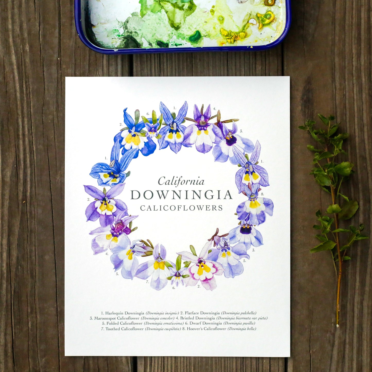 Downingia Ring 8x10 Print - Native California Wildflower, Vernal Pool Print