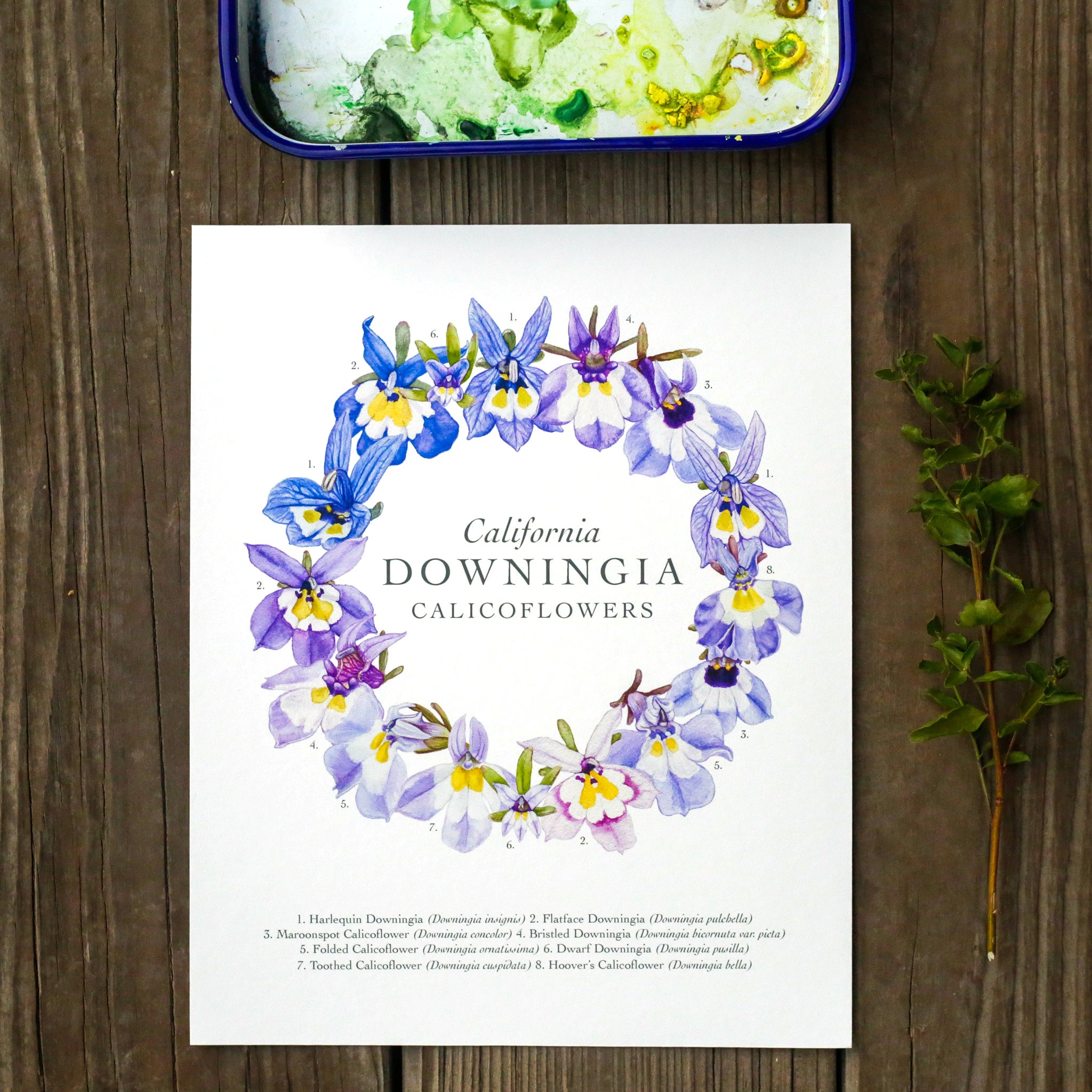 Downingia Ring 8x10 Print - Native California Wildflower, Vernal Pool Print