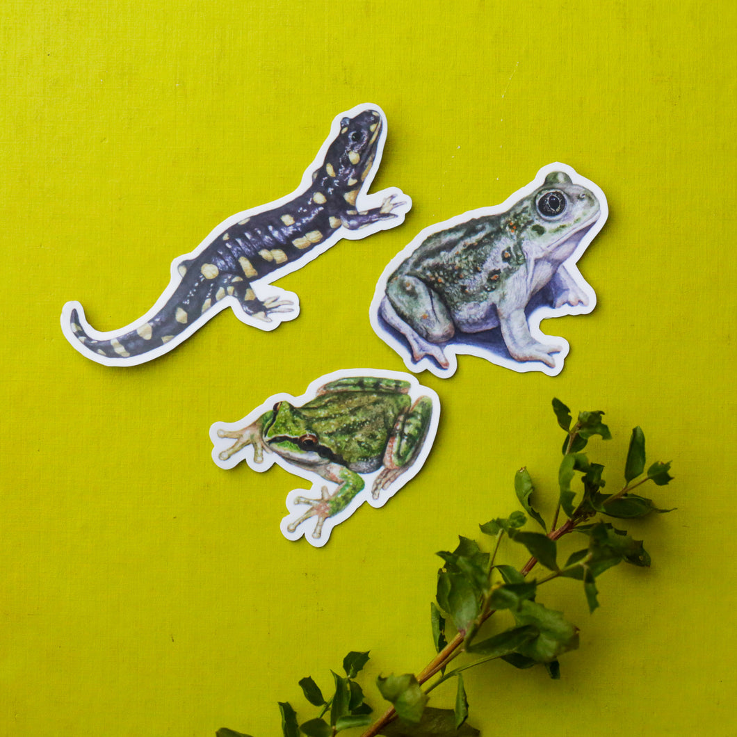 Vernal Pool Amphibians: Three Vinyl Stickers, California Tiger Salamander, Western Spadefoot, Sierran Chorus Frog