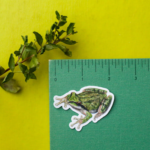 Load image 1 in gallery view. Vernal Pool Amphibians Vinyl Stickers: CA Tiger Salamander, Western Spadefoot, Sierran Chorus Frog