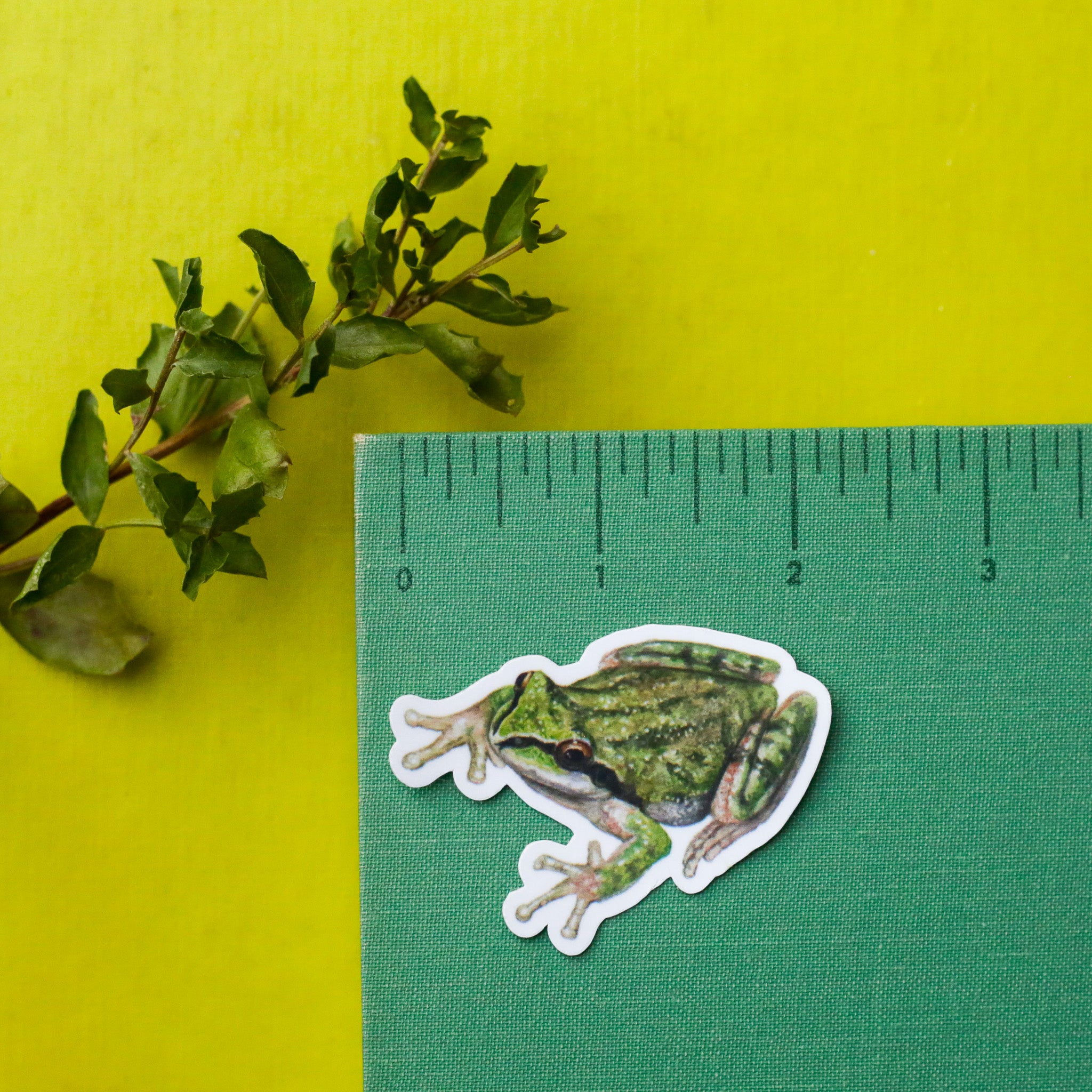 Destinationvinyl Sottobicchiere In Sughero Con Rana Verde: Sottobicchiere Per Bevande, Tè E Caffè, 9.5x9.5 Cm, Design Divertente Per Bambini E Amanti Degli Animali #8229