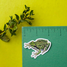 Vernal Pool Amphibians: Three Vinyl Stickers, California Tiger Salamander, Western Spadefoot, Sierran Chorus Frog