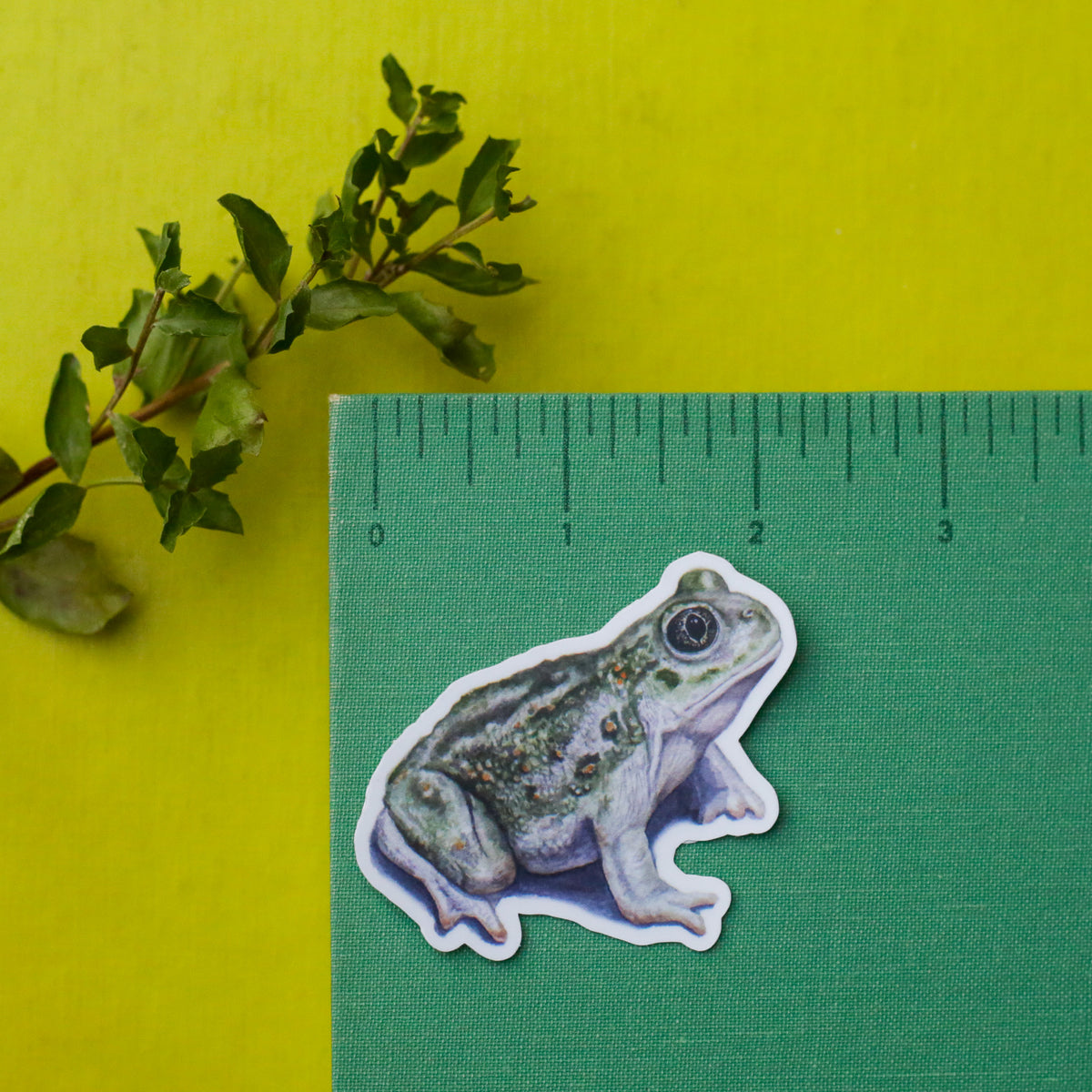 Vernal Pool Amphibians Vinyl Stickers: CA Tiger Salamander, Western Spadefoot, Sierran Chorus Frog