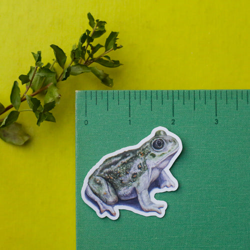 Load image 1 in gallery view. Vernal Pool Amphibians Vinyl Stickers: CA Tiger Salamander, Western Spadefoot, Sierran Chorus Frog