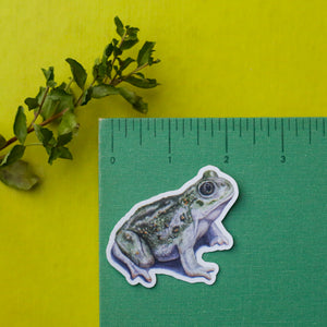 Vernal Pool Amphibians: Three Vinyl Stickers, California Tiger Salamander, Western Spadefoot, Sierran Chorus Frog