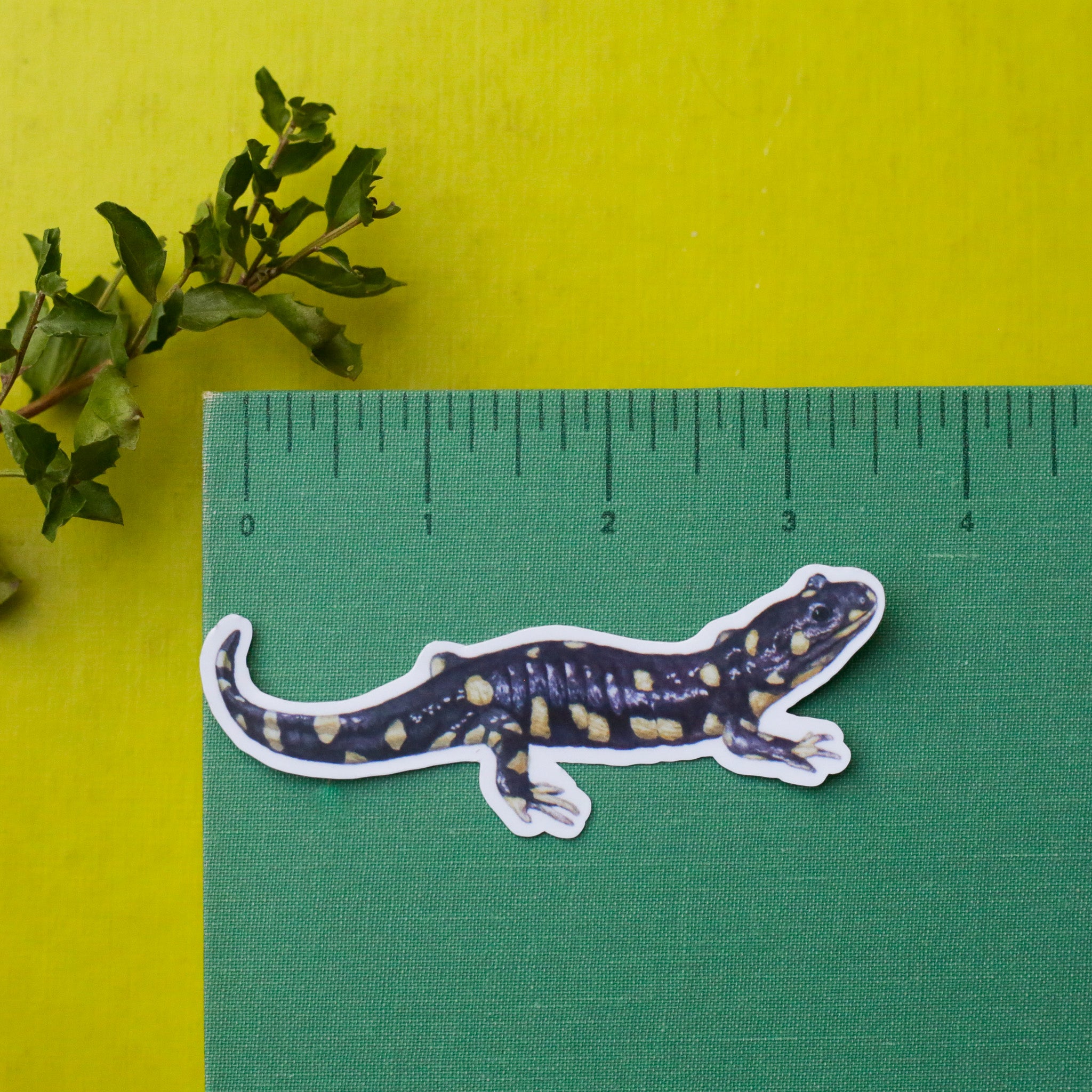 Vernal Pool Amphibians Vinyl Stickers: CA Tiger Salamander, Western Spadefoot, Sierran Chorus Frog