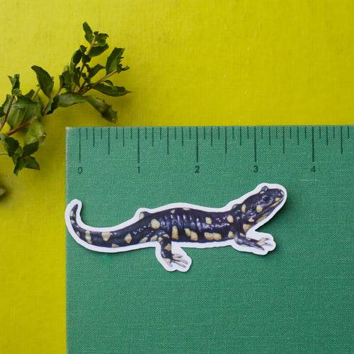 Load image 1 in gallery view. Vernal Pool Amphibians Vinyl Stickers: CA Tiger Salamander, Western Spadefoot, Sierran Chorus Frog
